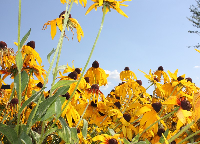 同心協(xié)力，共克時艱 --海能技術(shù)關(guān)于河南受災(zāi)地區(qū)用戶服務(wù)安排